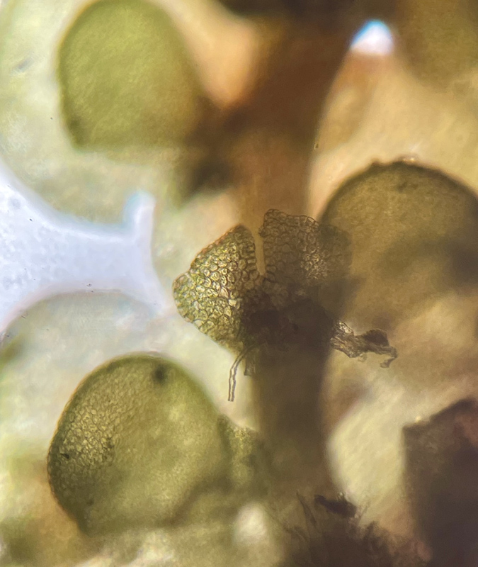 Frullania inflata